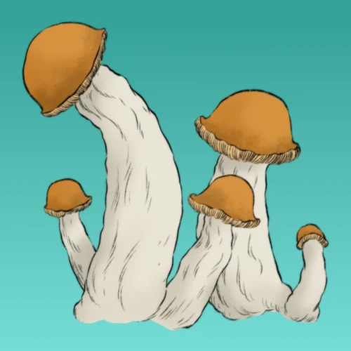 Growkit-Makilla-Full-Auto.webp