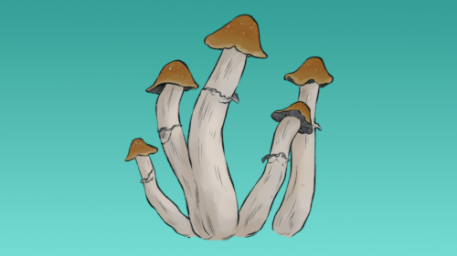 Growkit-Tidal-Wave-4-Full-Auto-Mykozerca.png