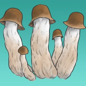 Growkit Penis Envy Full Auto 