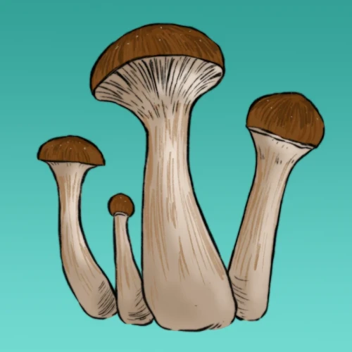 growkit mckennaii full auto.webp