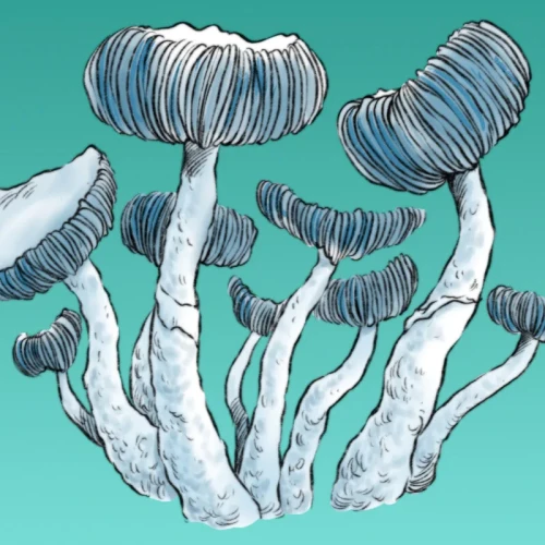 growkit-jack-frost-800x800.webp